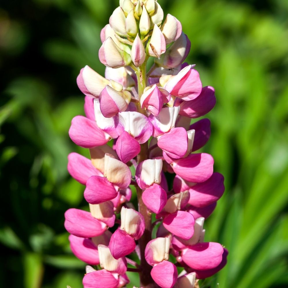 Lupinus La Chatelaine - Lupino rosa main product photo