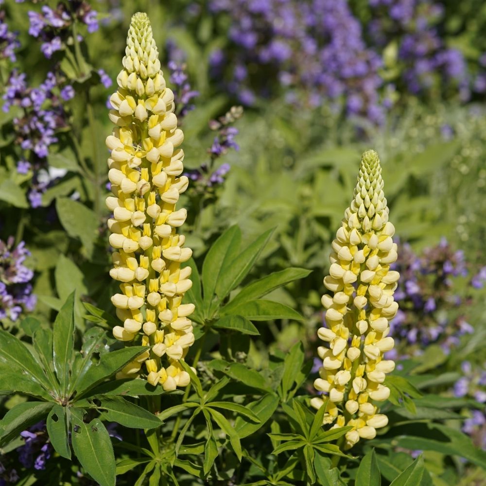 Lupinus Chandelie - Lupino giallo main product photo