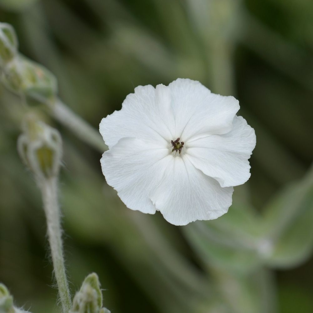 Lychnis coronaria o Cotonaria bianca main product photo