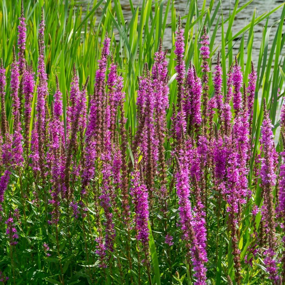 Salcerella comune o Lythrum salicaria main product photo