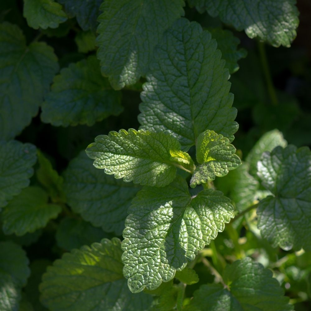 Melissa officinalis Citronella BIO main product photo