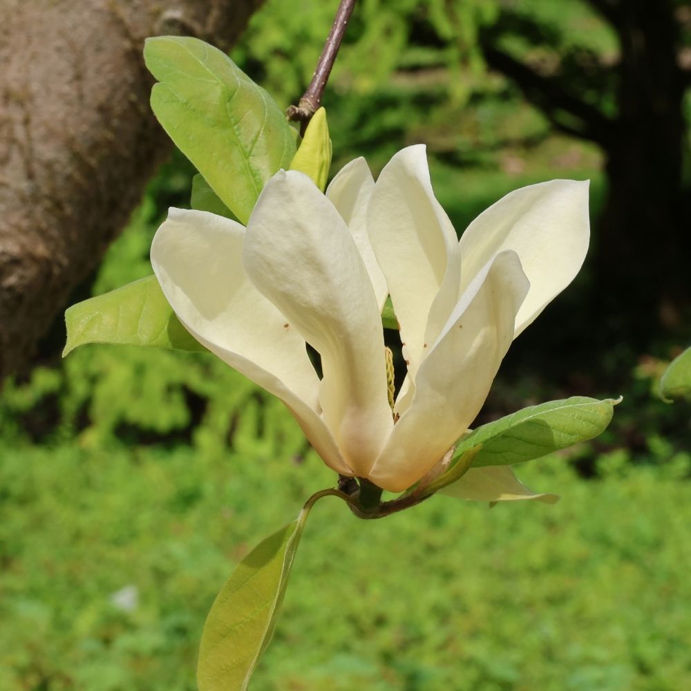Magnolia giallo, Magnolia x ‘Yellow Lantern’ main product photo