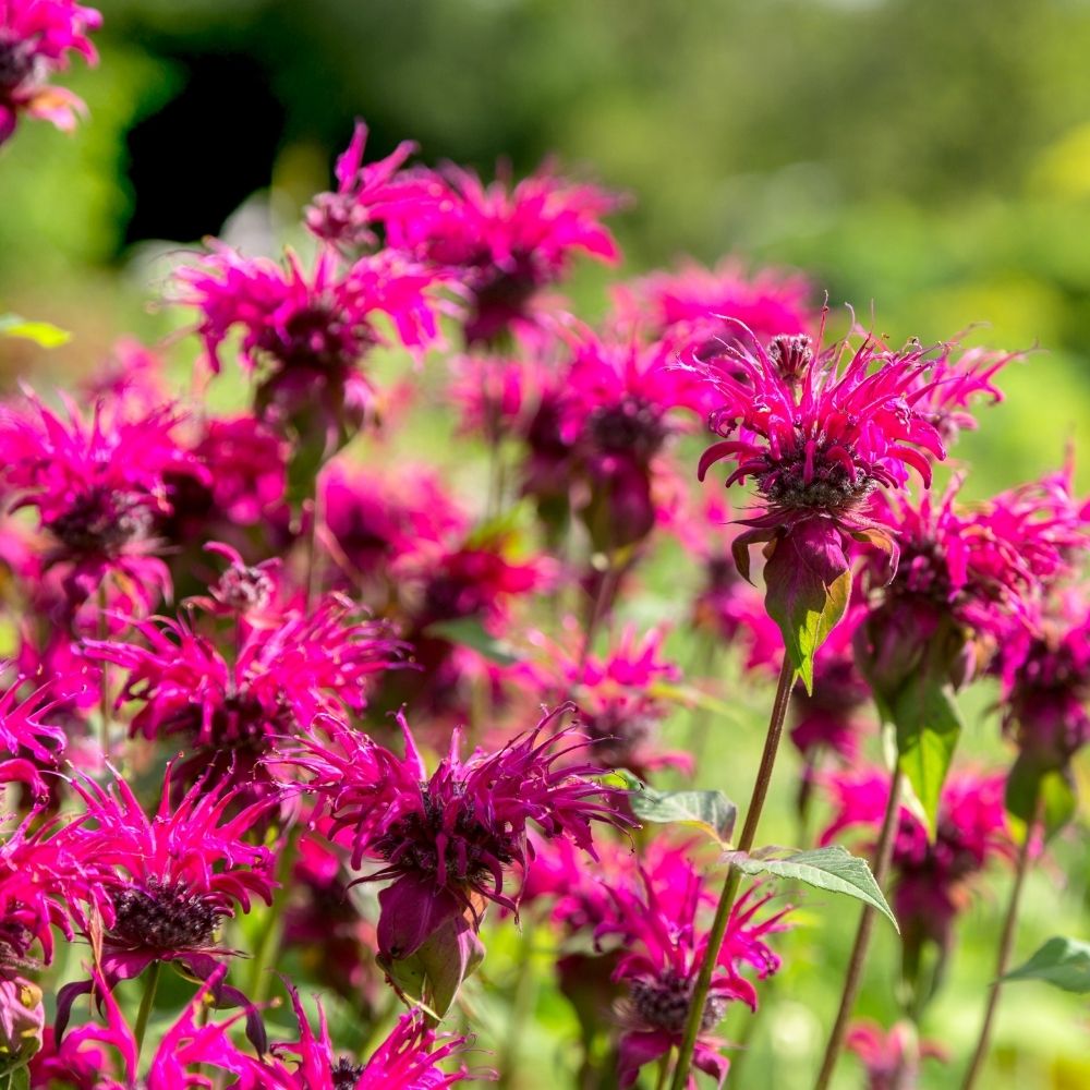 Monarda Scorpion main product photo