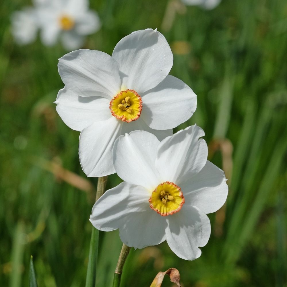 Narciso Actaea main product photo