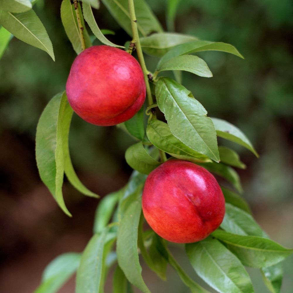 Nettarina Nectared 4 main product photo