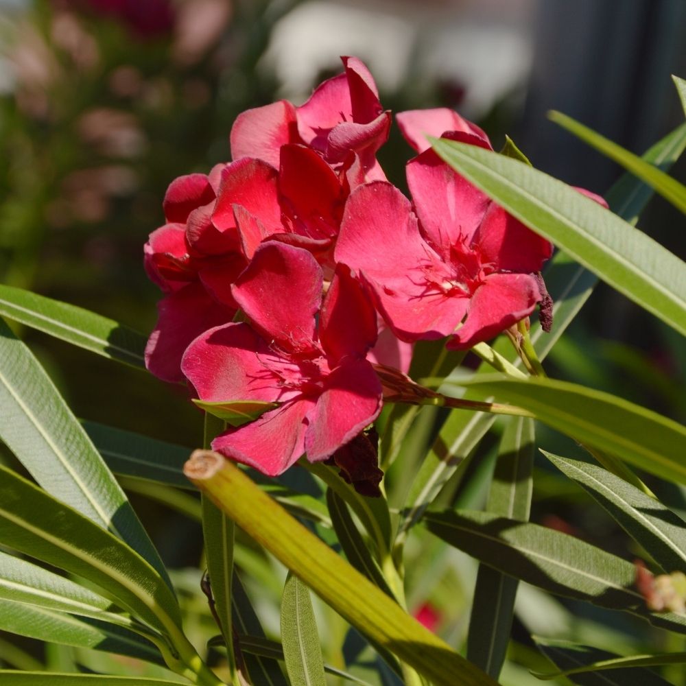 Oleandro o Nerium oleander Jannoch main product photo