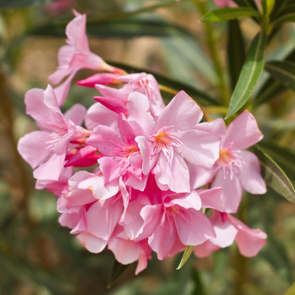 Oleandro o Nerium oleander Magaly main product photo