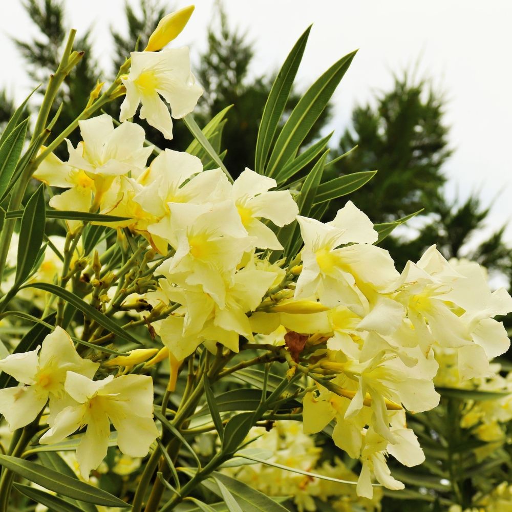 Oleandro o Nerium oleander Marie Gambetta main product photo