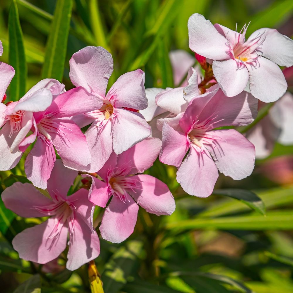 Oleandro o Nerium oleander Sealy Pink main product photo