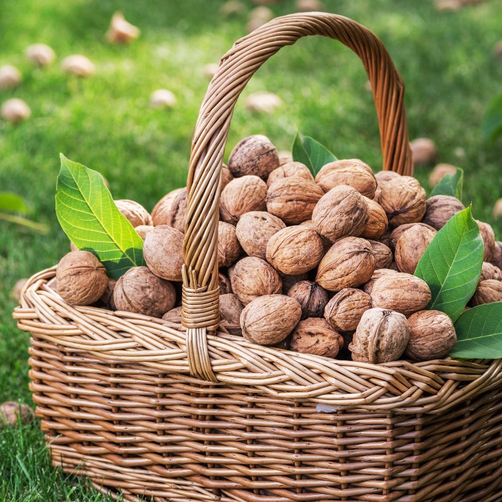 Noce Franquette main product photo