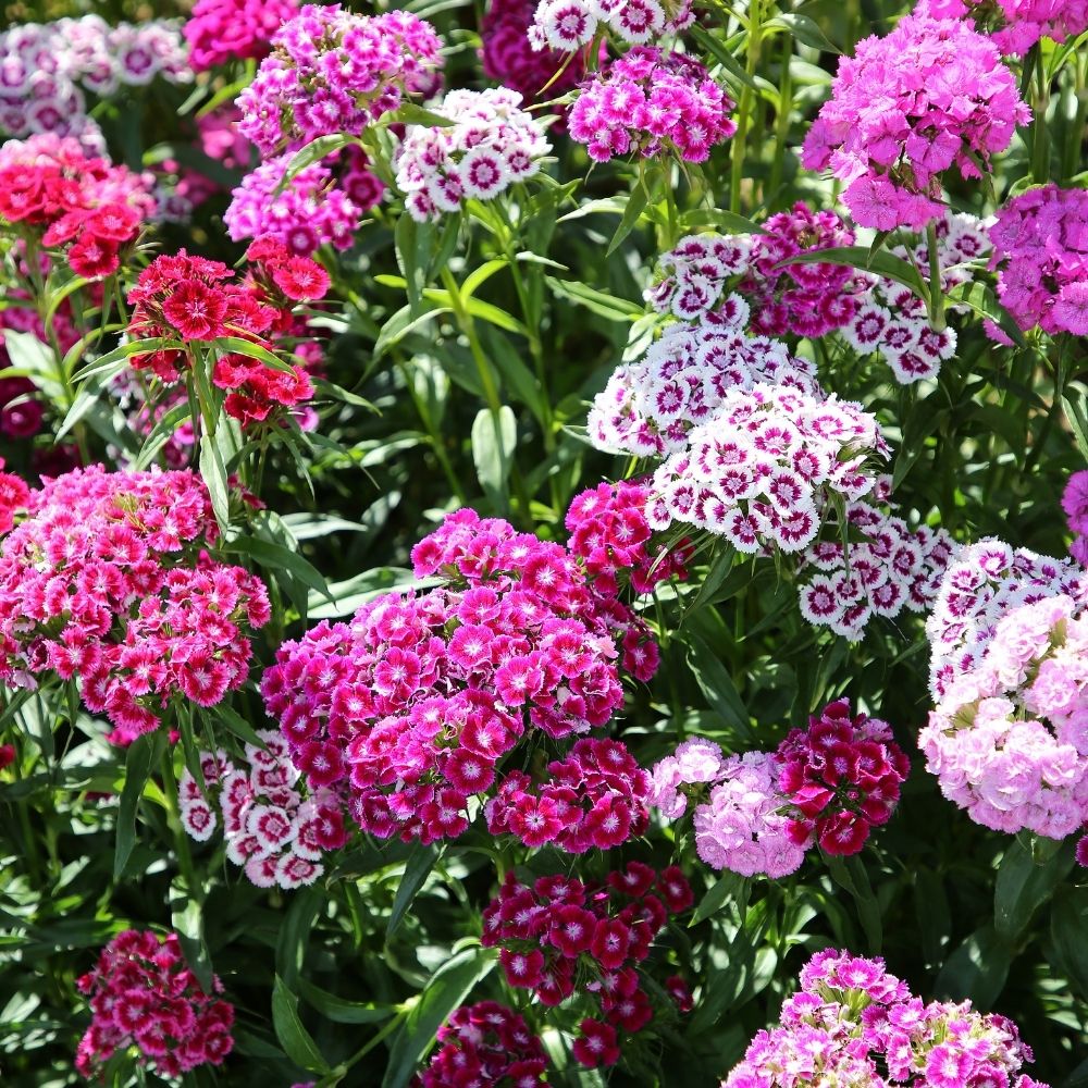 Garofano dei poeti nano Tappeto Indiano main product photo