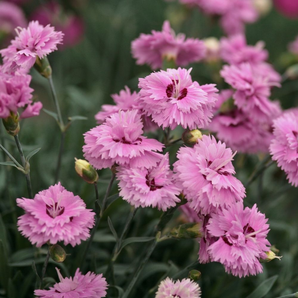 Garofano nano POP STAR ® o Dianthus Hybridus main product photo
