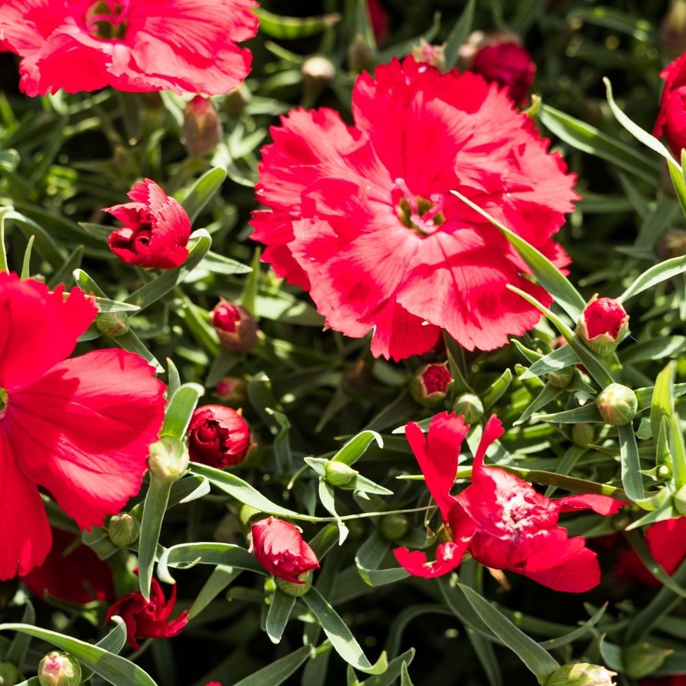 Garofano nano 'Fusilier' main product photo