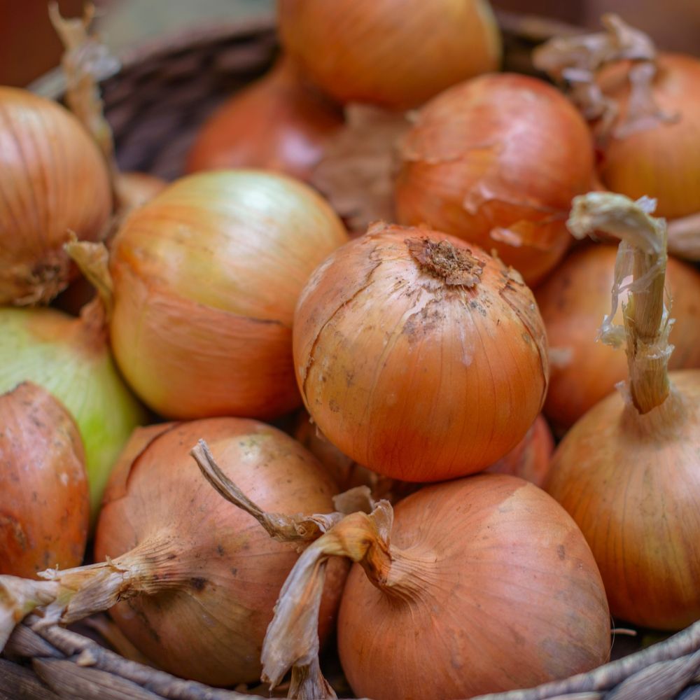 Cipolla gialla paille des virtus main product photo