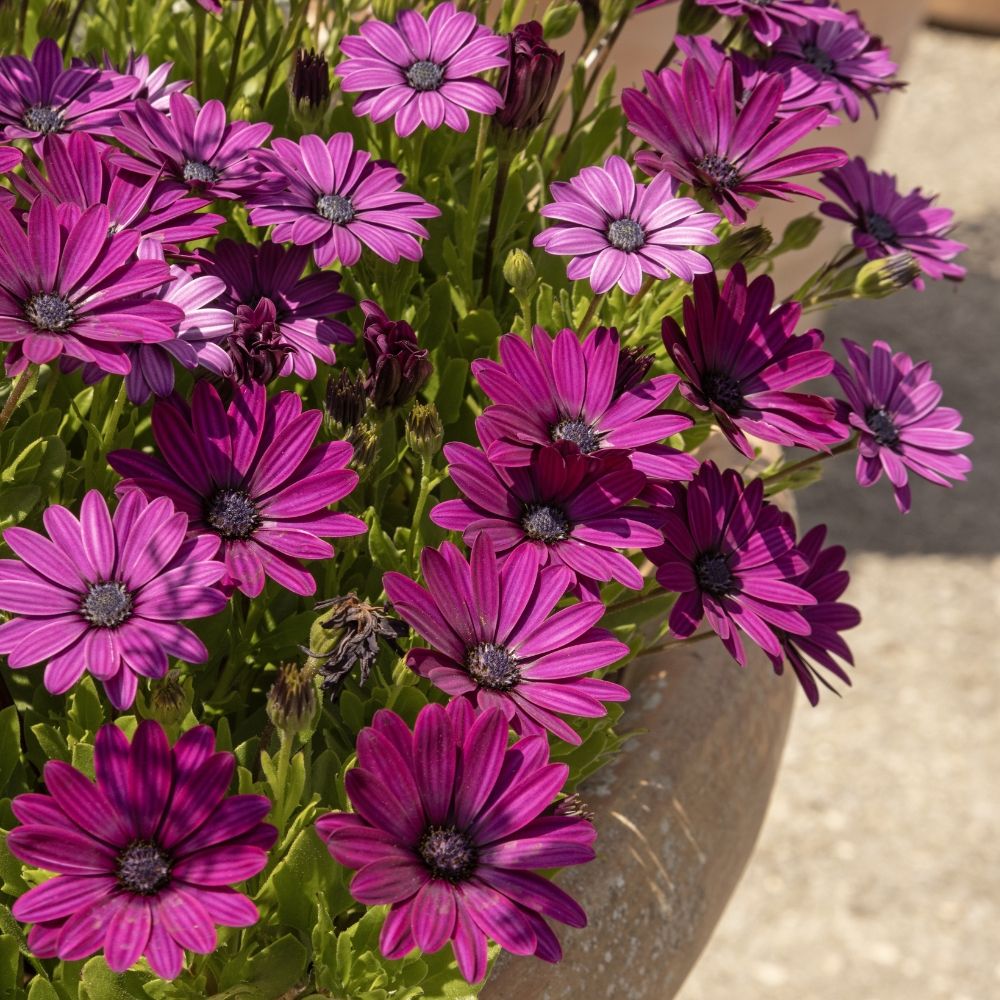 Osteospermum DALINA Bright Purple main product photo