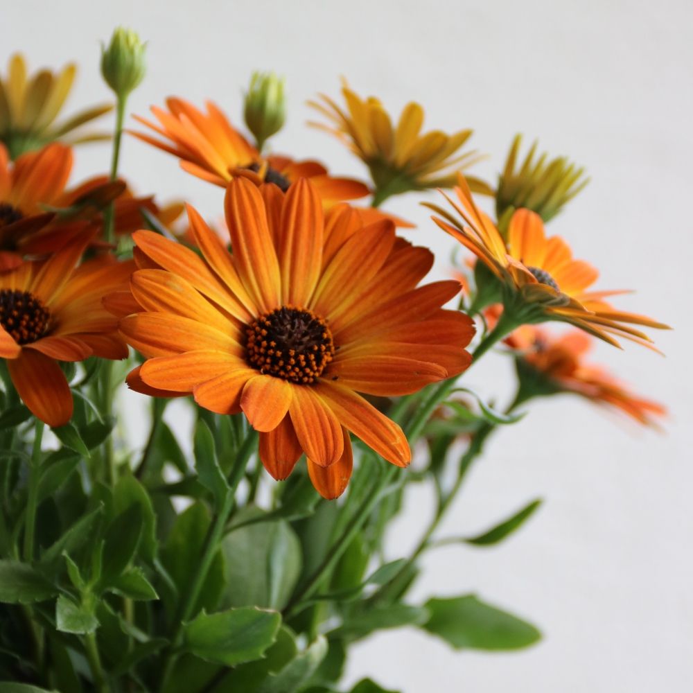 Osteospermum DALINA Arancione main product photo