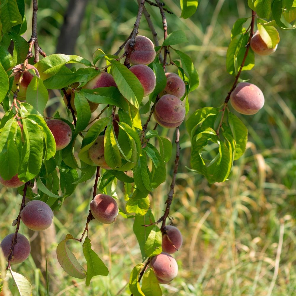 Pesco della vina main product photo