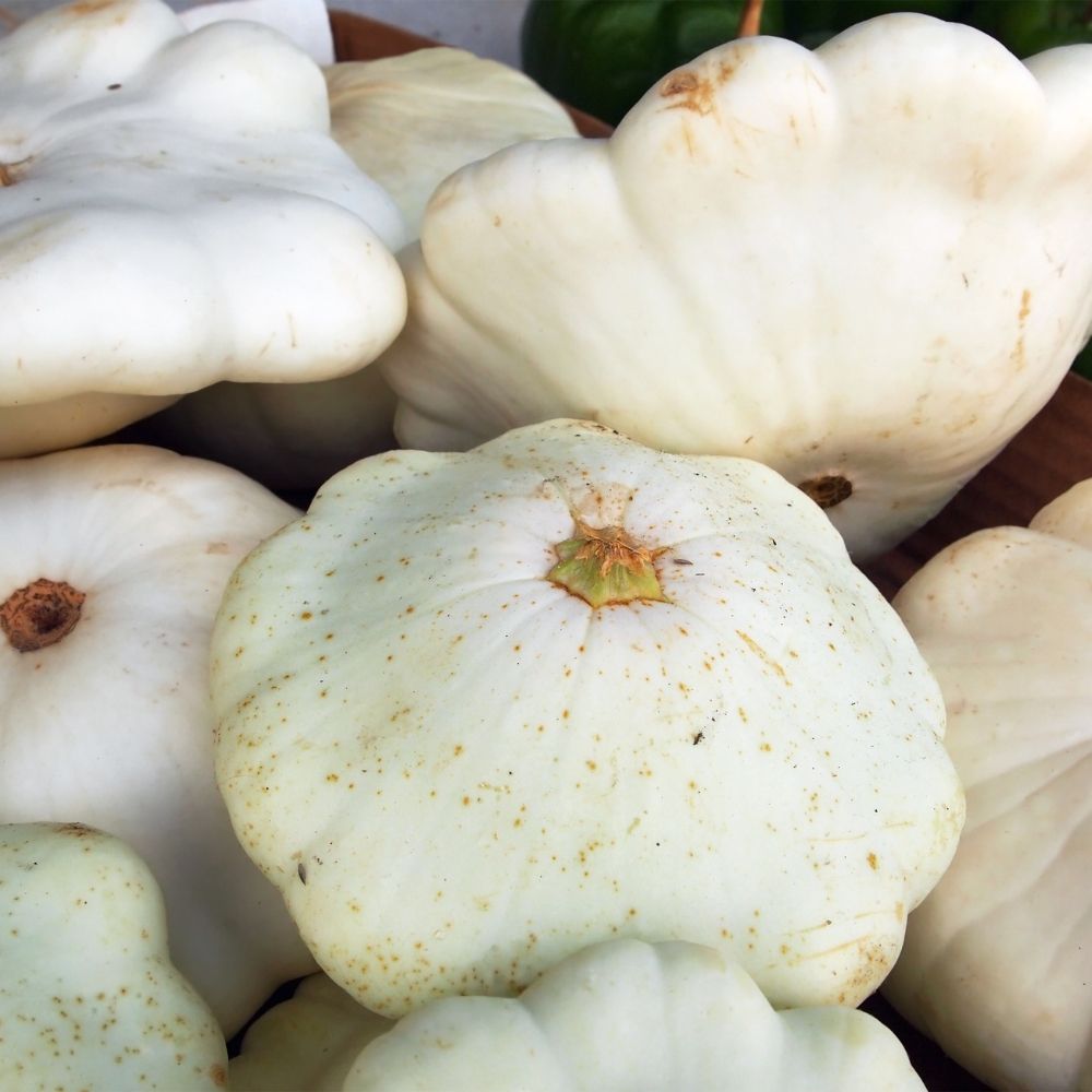 Zucca patisson croblan main product photo