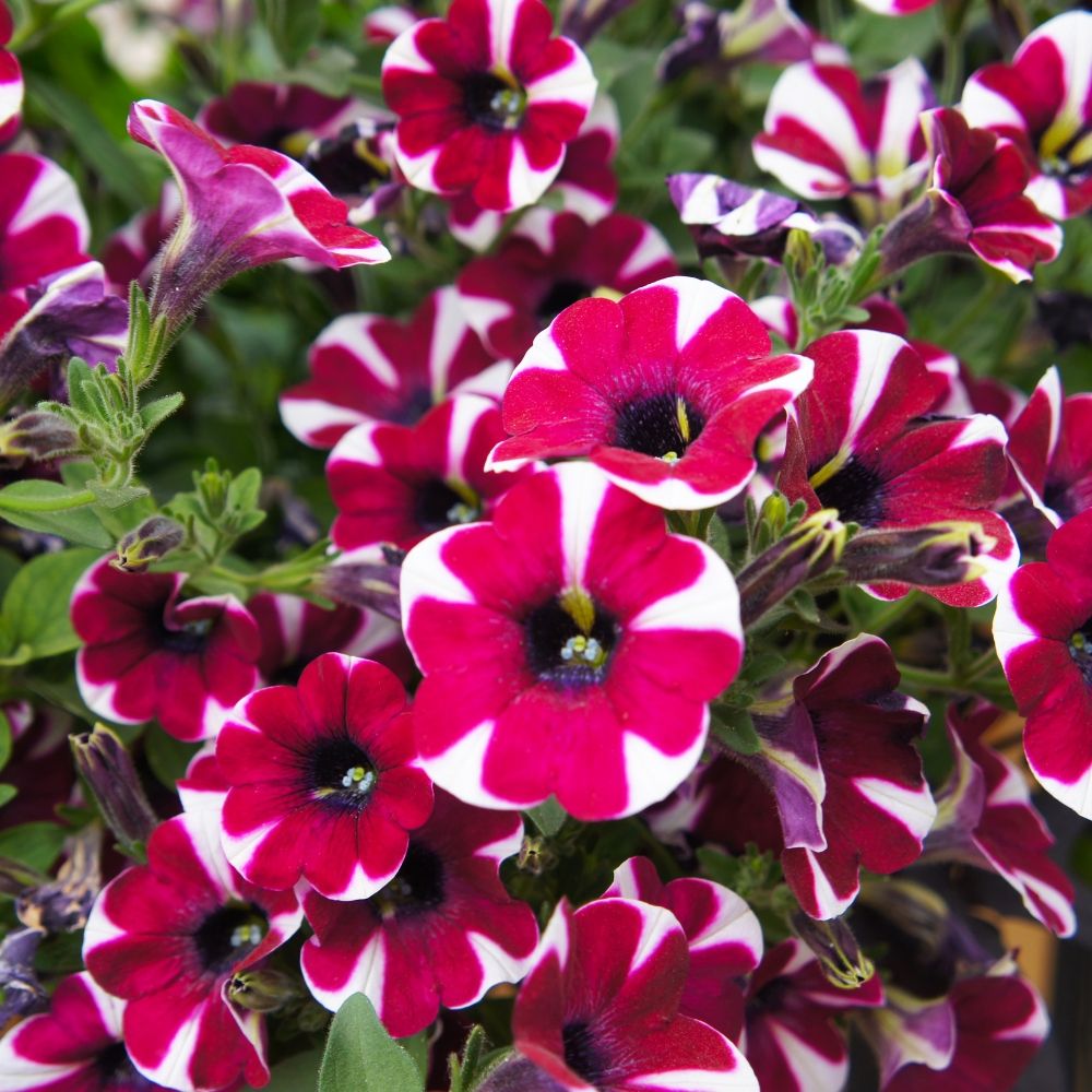 Petunia CASCADIAS® Bicolor Cabernet main product photo