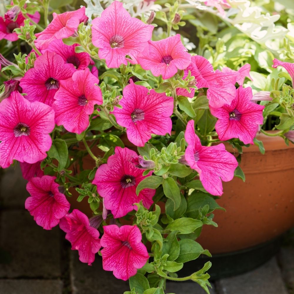 Petunia SURFINIA ® HOT PINK ® Sunrovein main product photo