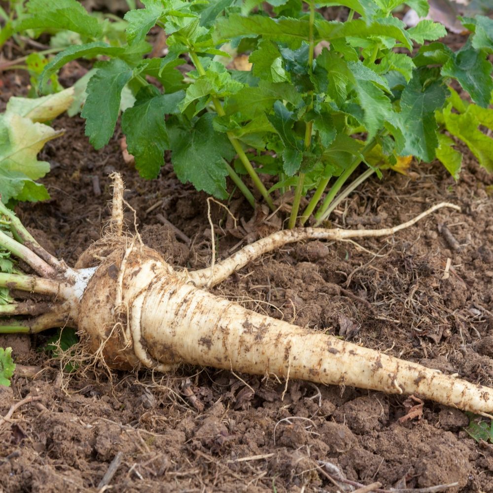 Pastinaca di Guernsey main product photo