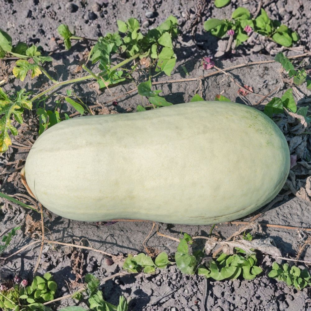 Anguria Charleston Gray main product photo