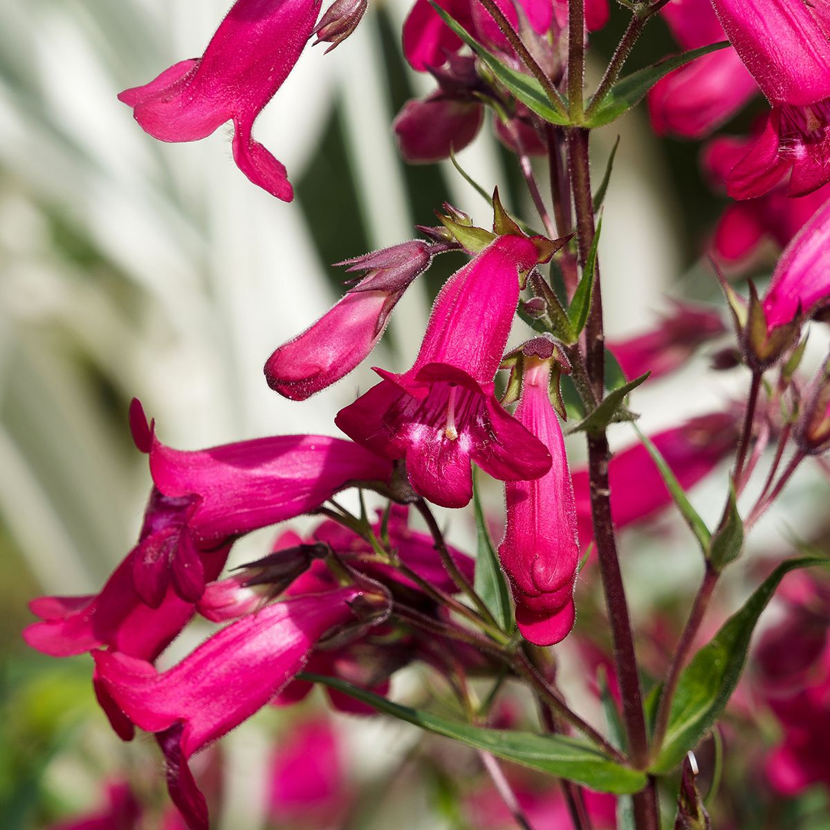 Penstemon Schoenholzeri main product photo