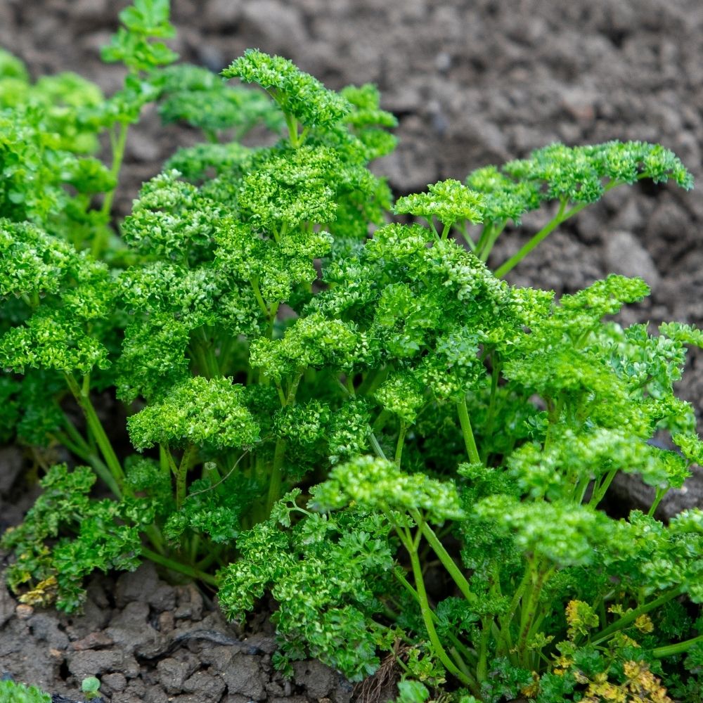 Prezzemolo Riccio Verde Scuro main product photo