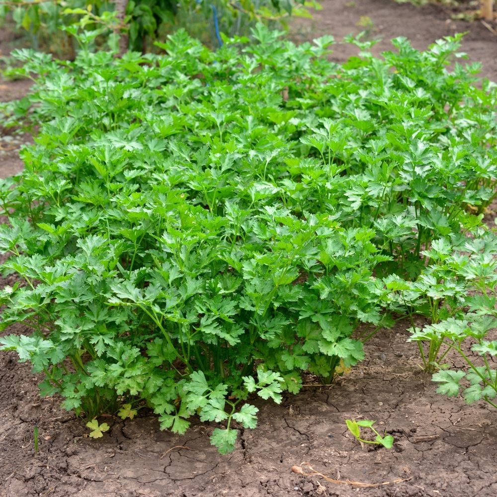 Prezzemolo Gigante d'Italia BIO main product photo