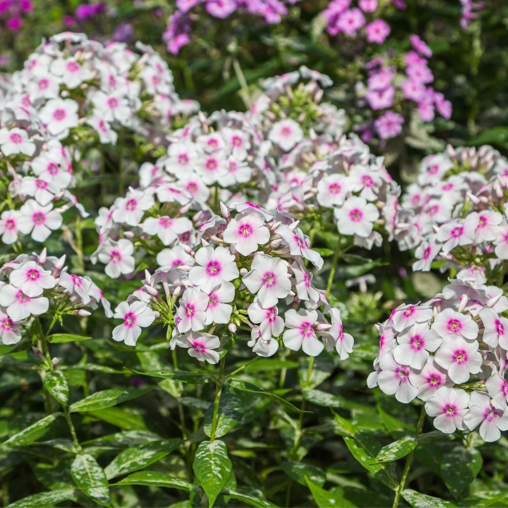 Phlox Paniculata Europa main product photo