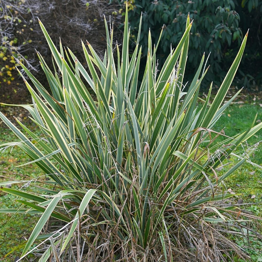 Lino della Nuova Zelanda variegato o Phormium tenax ‘Variegatum’ main product photo