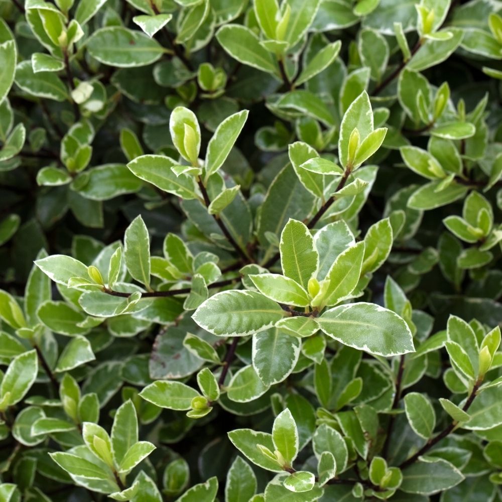 Pittosporum tenuifolium ‘Silver Ball’ o pittosporo a foglie piccole potato a sfera main product photo
