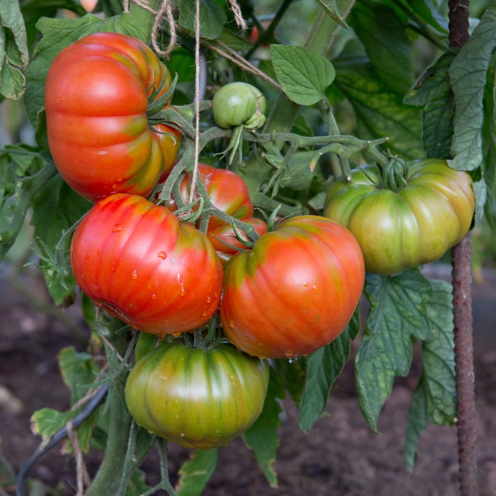 Pianta di Pomodoro Buffalo Steak F1 main product photo