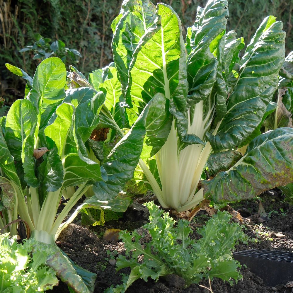 Bieta verde a costa bianca main product photo