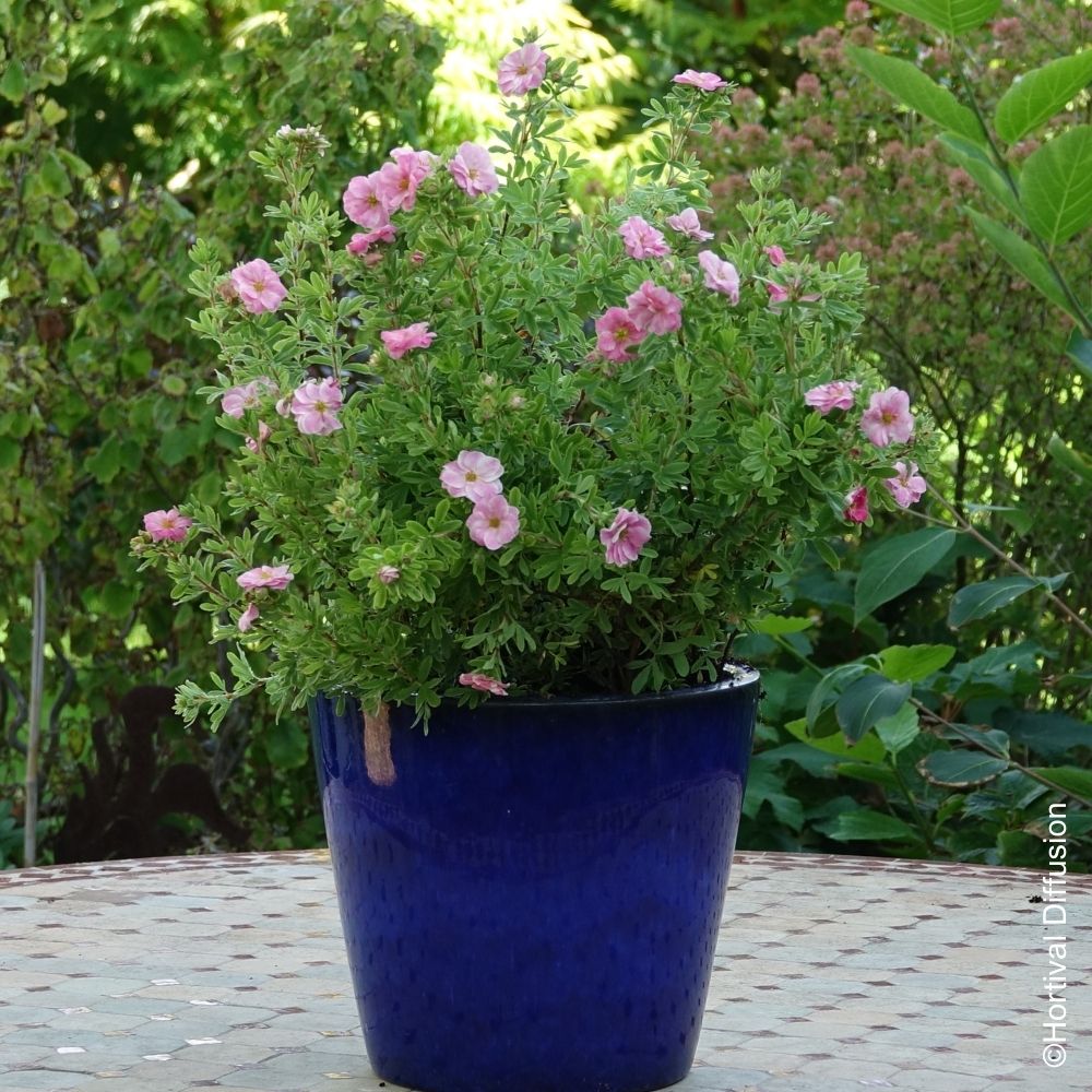 Potentilla DOUBLE PUNCH ® Pink main product photo