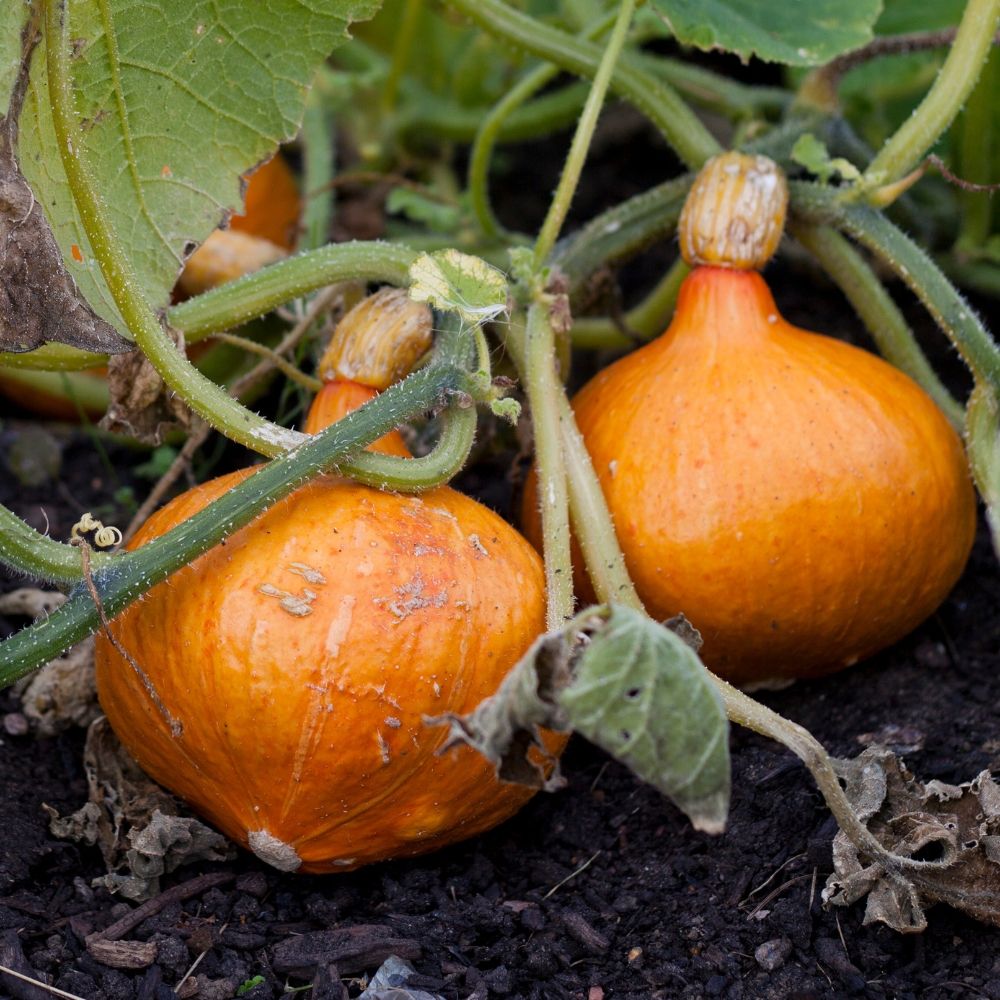 Zucca potimarron main product photo