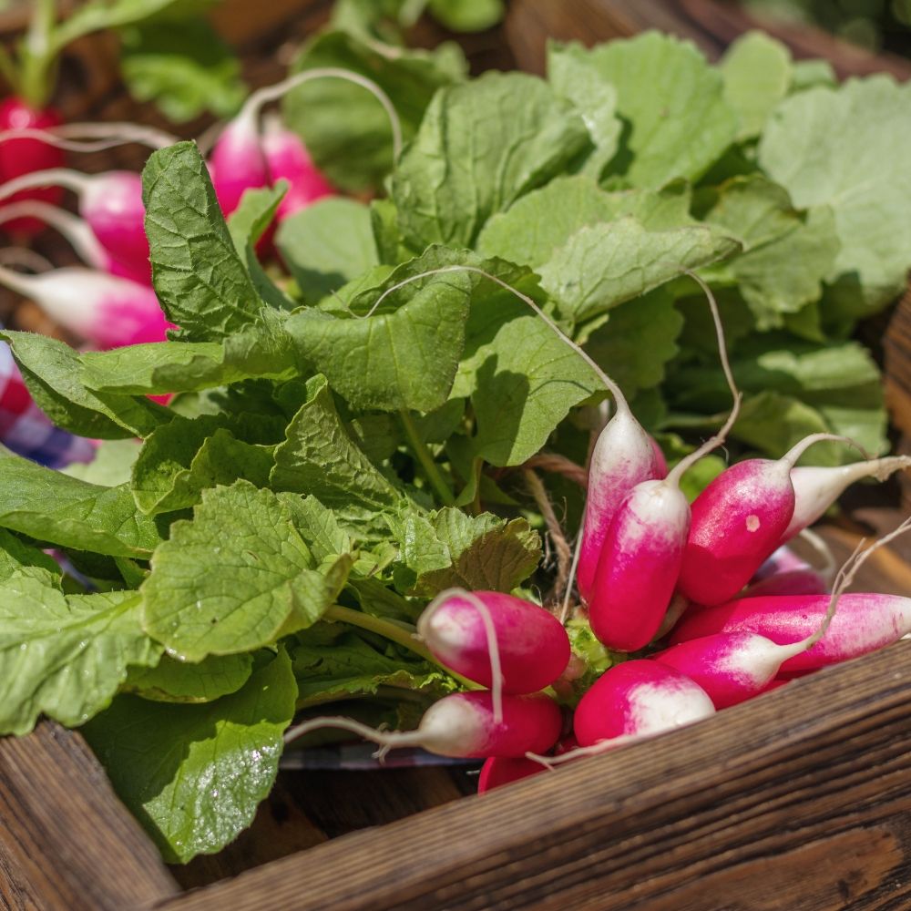 Ravanello 18 giorni main product photo