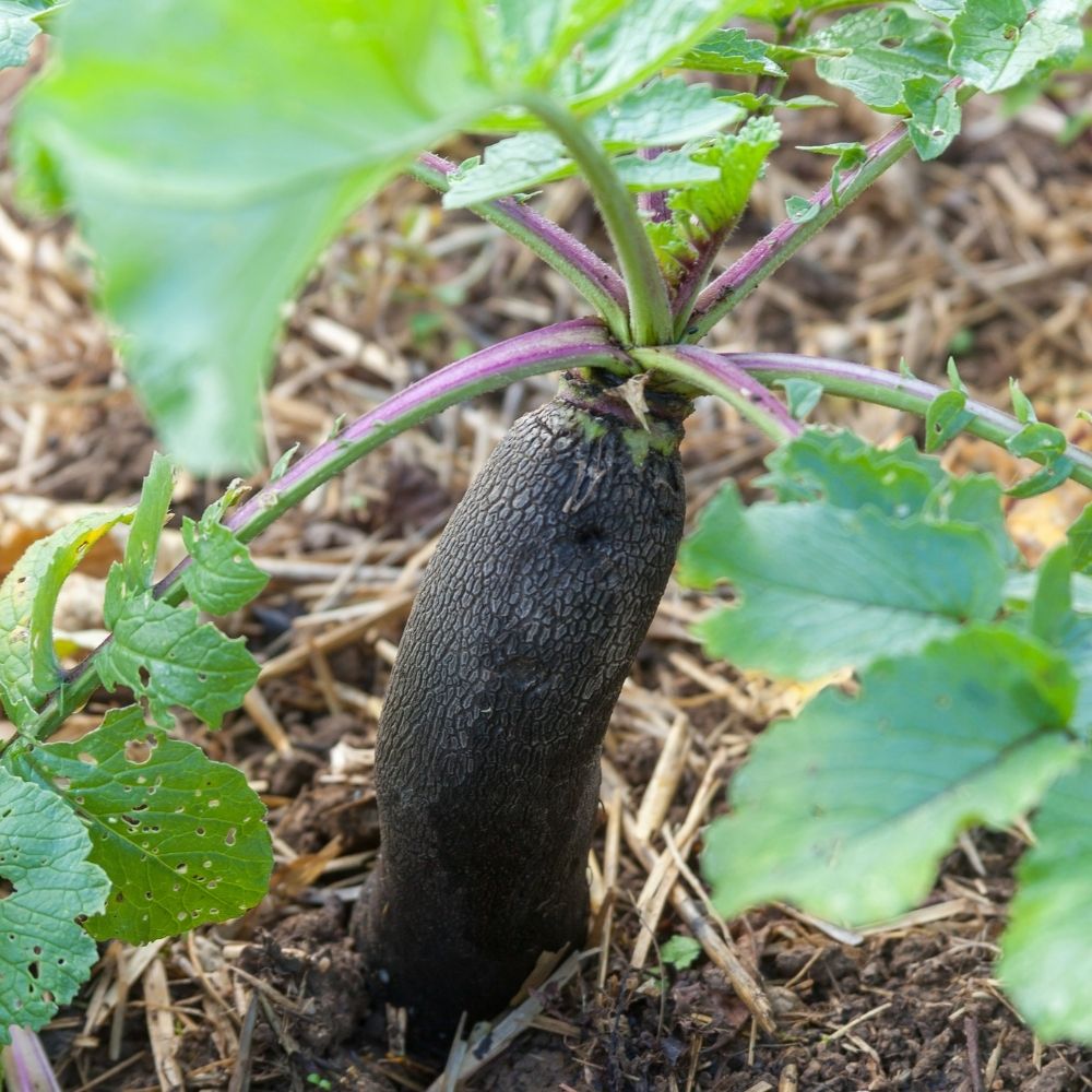 Ravanello nero grande lungo d'inverno main product photo