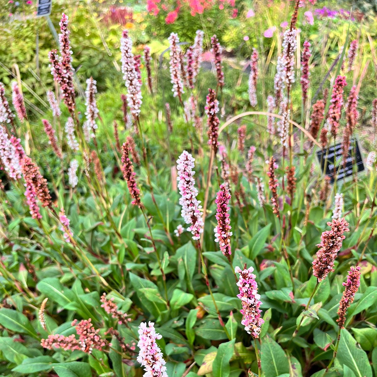 Persicaria affinis Darjeeling Red main product photo