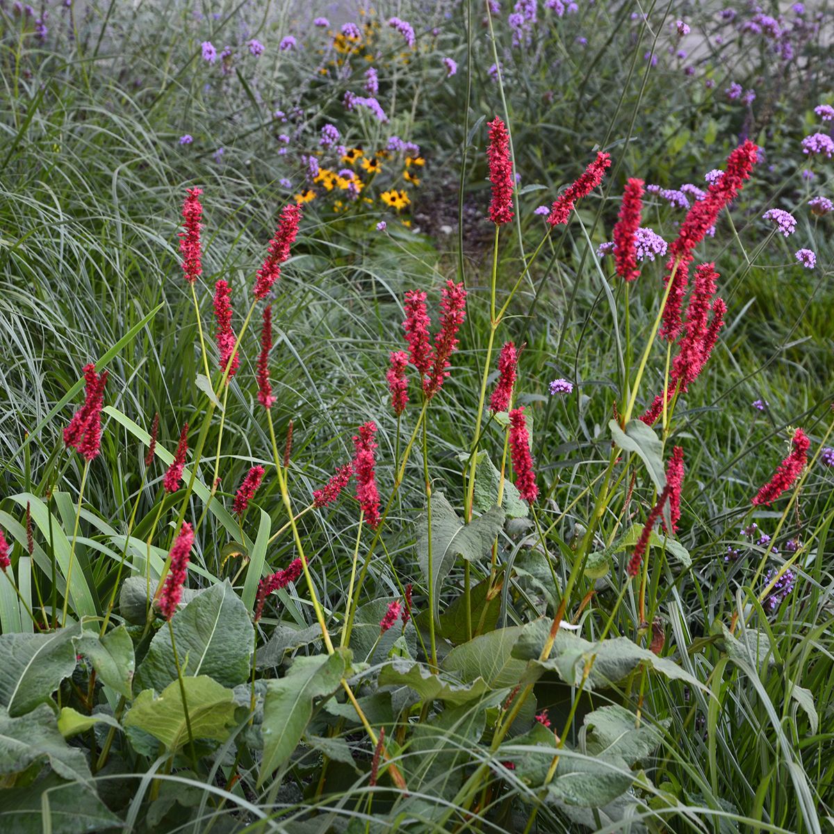 Persicaria Blackfield main product photo