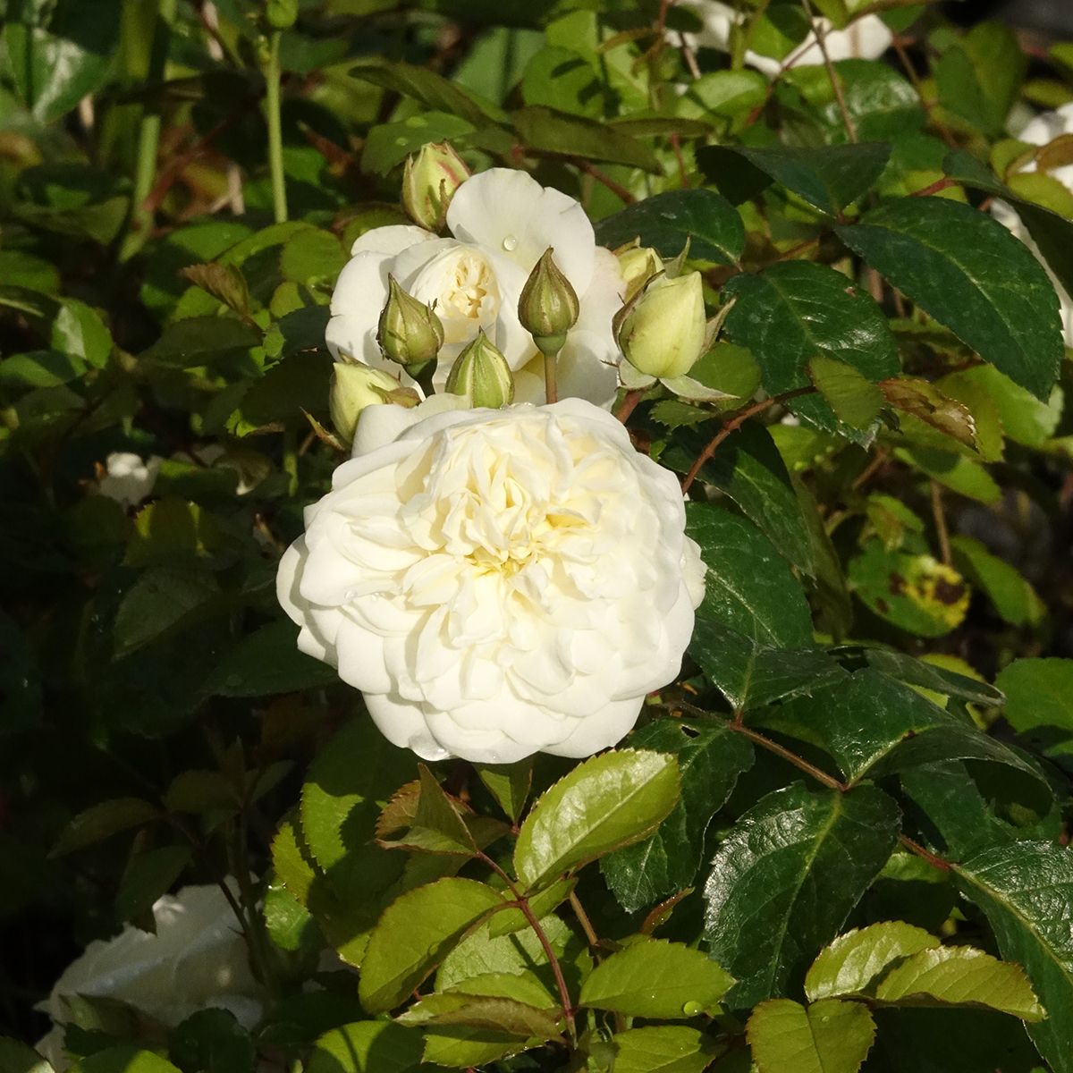 Rosa paesaggistica MARINA PICASSO® Meidyceus main product photo