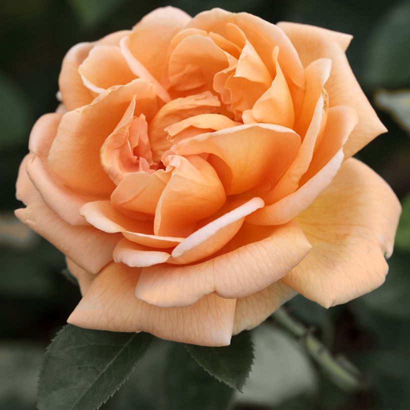 Rosier à grandes fleurs Abbaye de Cluny main product photo