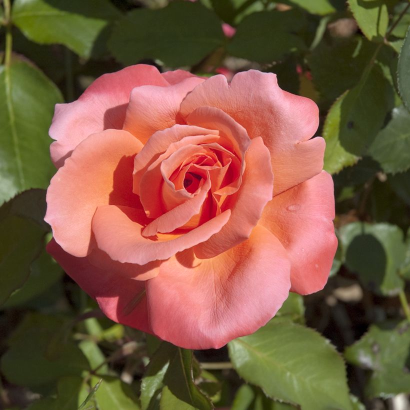 Rosier à grandes fleurs Catherine Deneuve main product photo