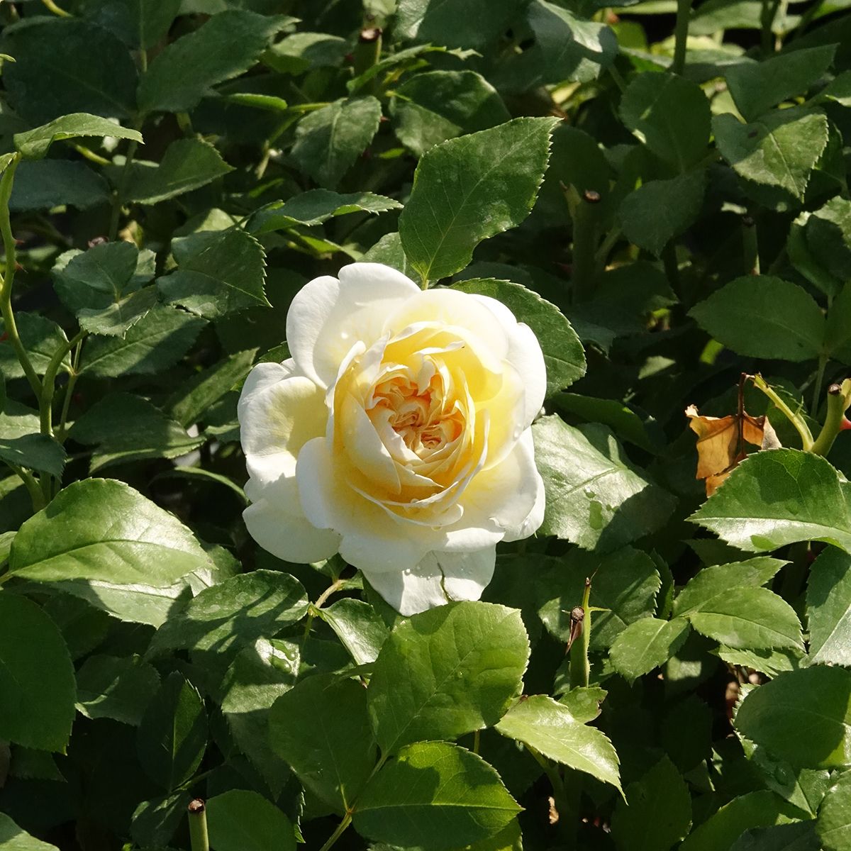 Rosa a cespuglio Lady ROMANTICA® Meiperette main product photo