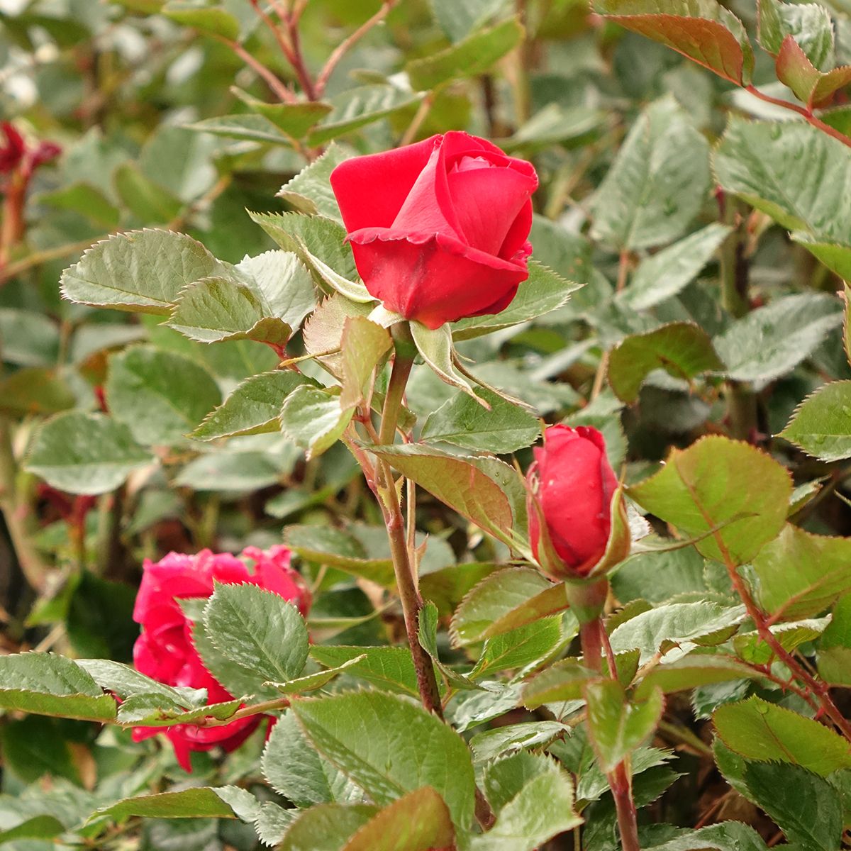 Rosa a cespuglio ROSE DU CICR® Meizilena main product photo