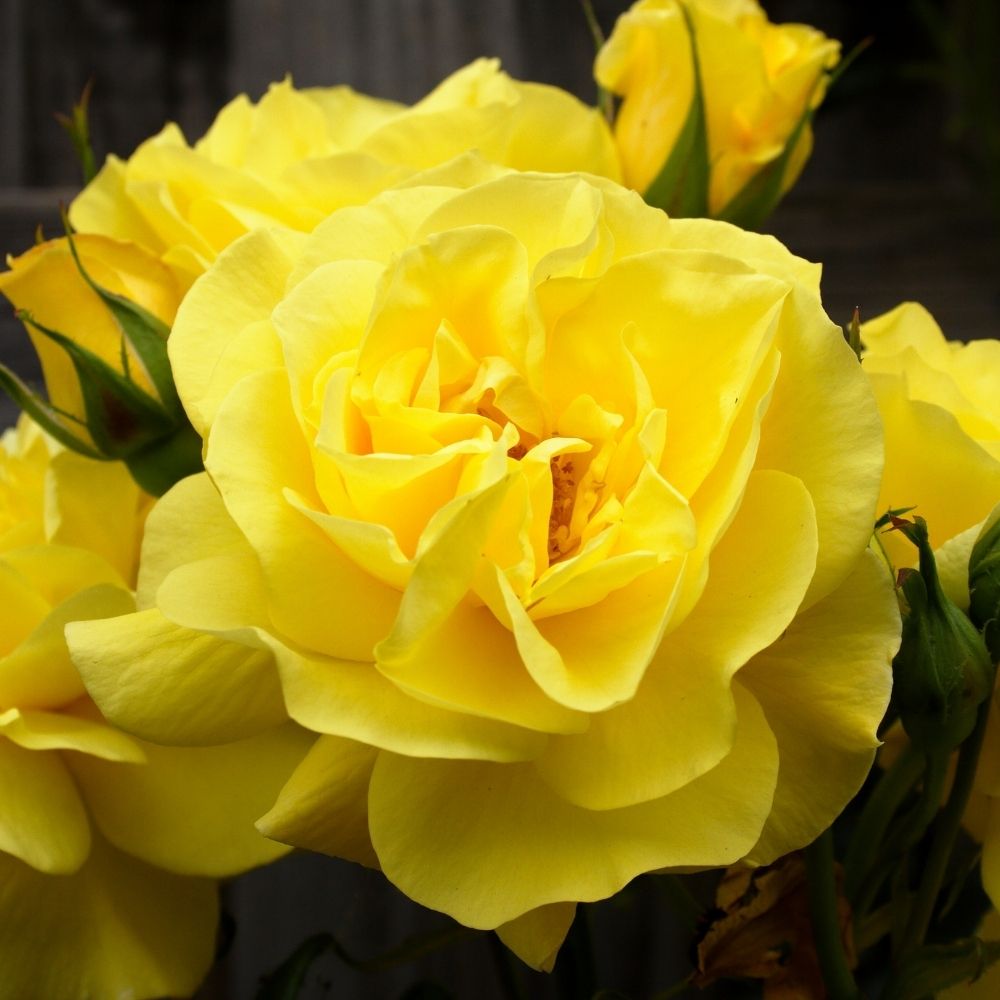 Rosa a cespuglio FRIESIA® Korresia main product photo