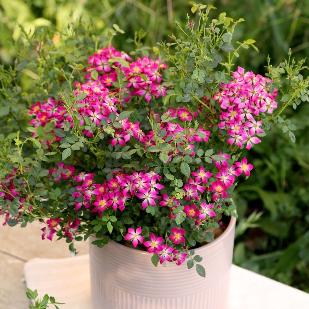 Rosa miniatura GALAXY® Antares Meilcy001 main product photo