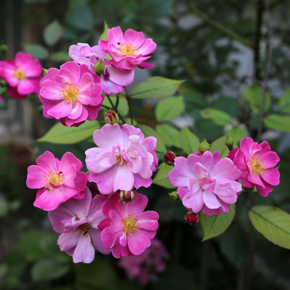 Rosa paesaggistica LAVENDER DREAM® Interlav main product photo