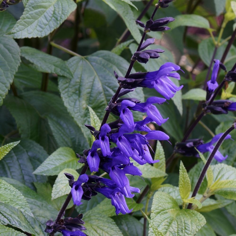 Salvia guaranitica Black and Blue main product photo