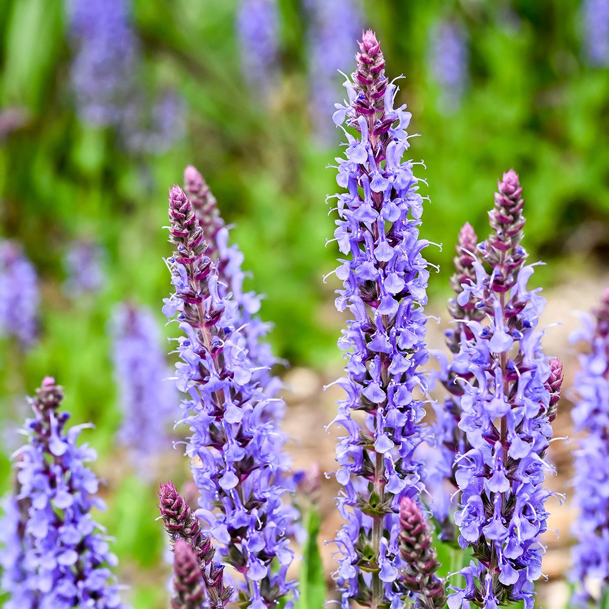 Salvia nemorosa Blauhügel, main product photo
